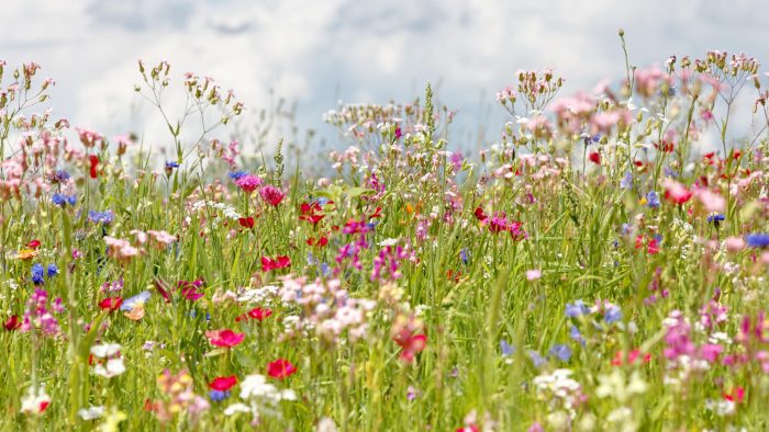 Some beautiful multi coloured flowers are displayed in a meadow.