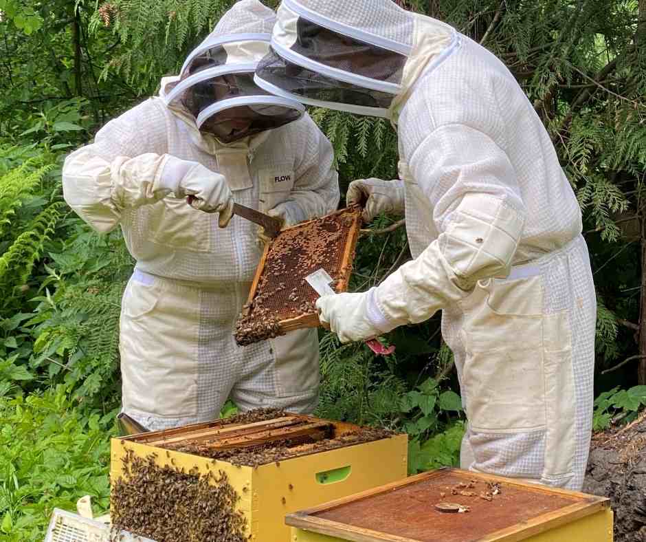 Rowcroft Hospice Bee Volunteers handling the bees