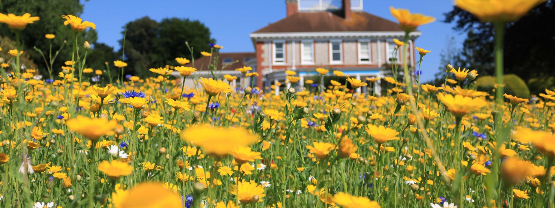 Beautiful Rowcroft hospice gardens with visitors