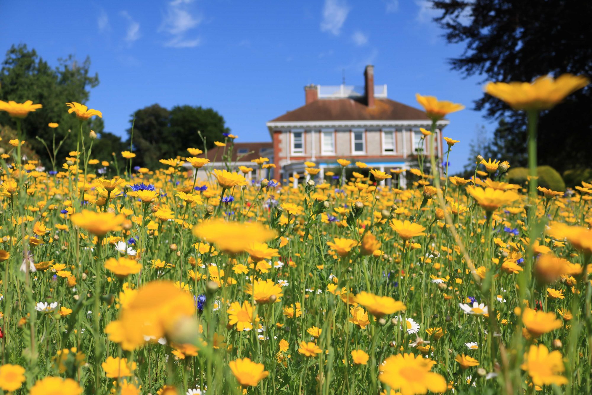 Yellow flowers in bloom with Rowcroft Hospice in the background