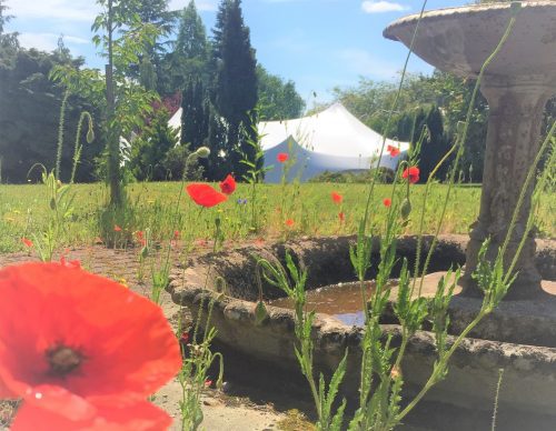 Poppy's grow at Rowcroft in front of a white marquee in the sun.