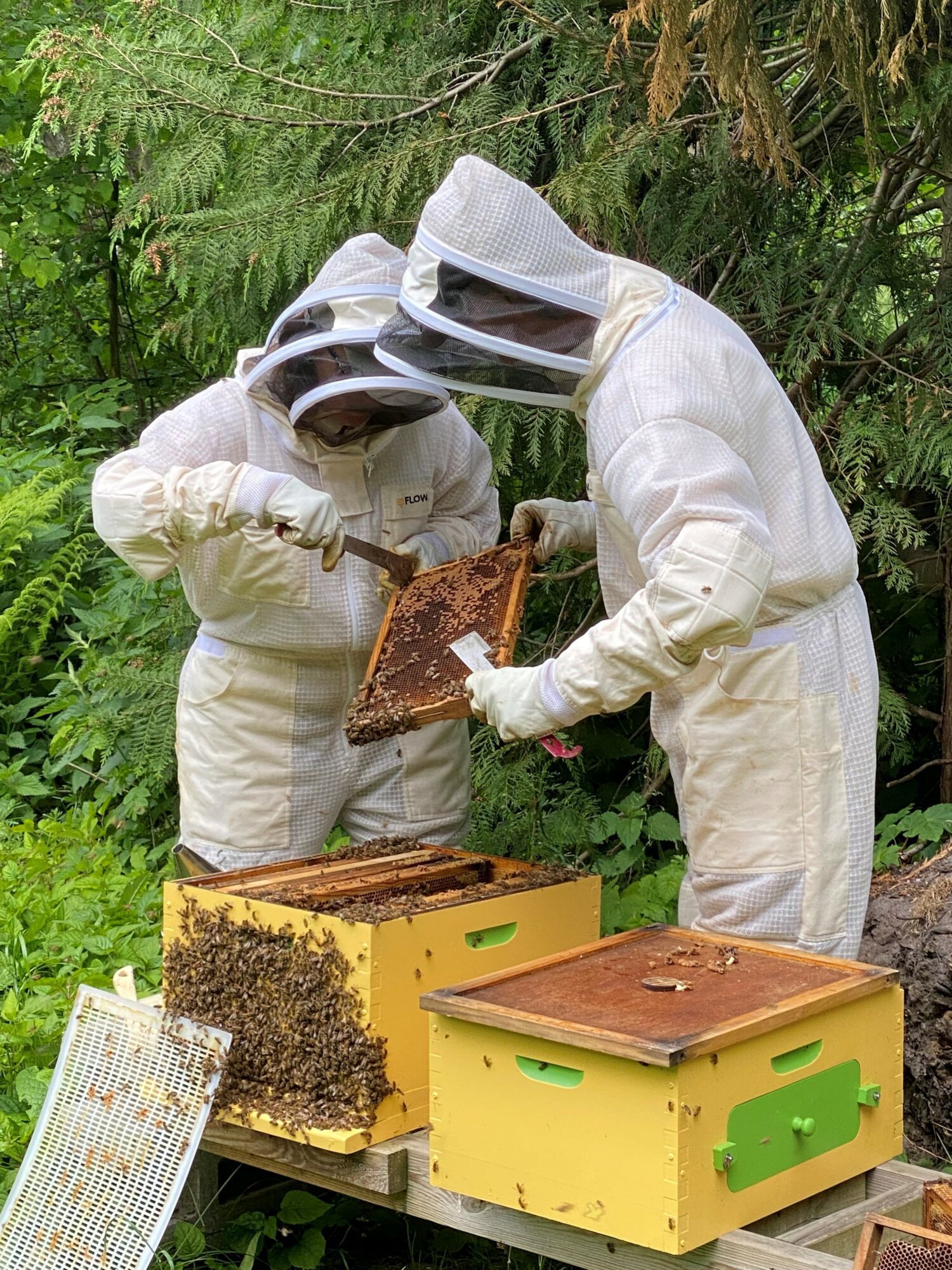 Rowcroft volunteer beekeeper tending to hives