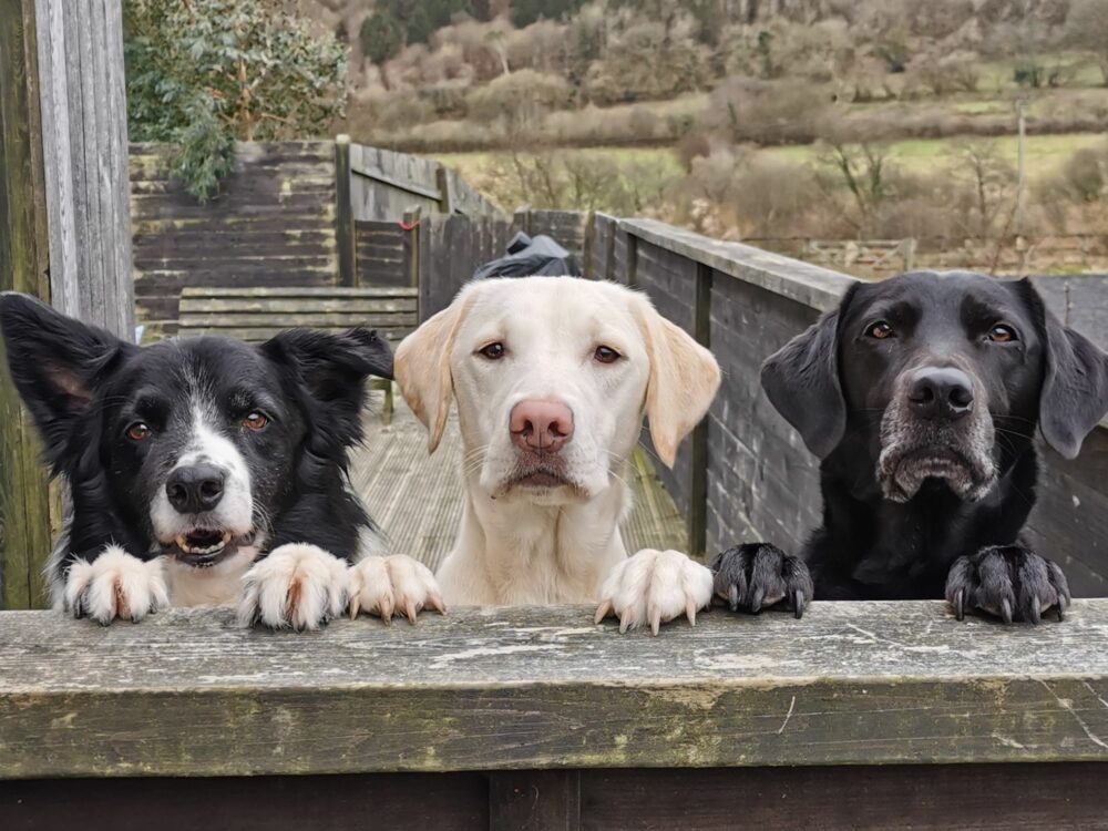 Three dogs - Arthur, Molly and Harley - looking over a wall.